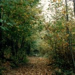 Rifondazione Ccomunista