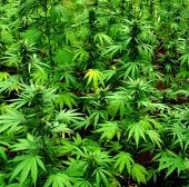 Rifondazione Ccomunista